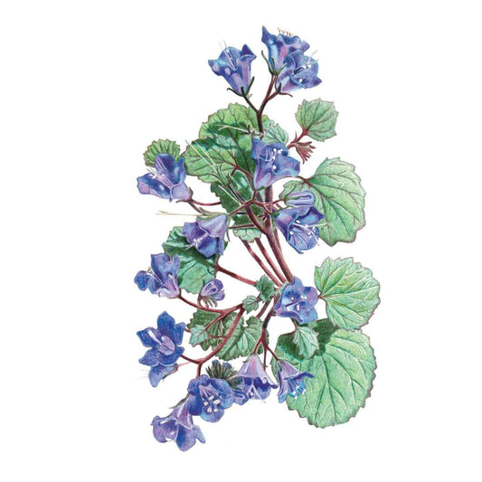 Botanical illustration of California bluebells showing clusters of bell-shaped violet-blue flowers with white-speckled throats on reddish stems, surrounded by scalloped green leaves, against a plain white background.