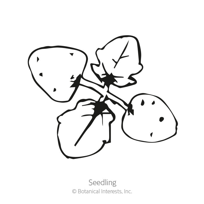Black and white line drawing of a young California bluebells seedling with four rounded cotyledon leaves branching from a central stem, labeled 