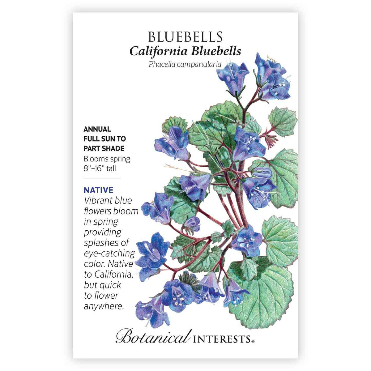 Seed packet for California Bluebells (Phacelia campanularia) featuring an illustration of trailing stems with bell-shaped blue-purple flowers and rounded green leaves, alongside text noting it's a native annual, 8"-16" tall, blooming in spring in full sun to part shade.