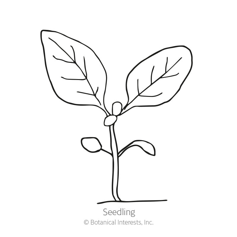 Line drawing of a young seedling with a single upright stem, two small rounded lower leaves, and a pair of large veined leaves at the top, labelled "Seedling".