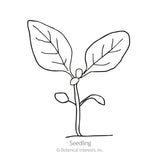 Line drawing of a young seedling with a single upright stem, two small rounded lower leaves, and a pair of large veined leaves at the top, labelled 
