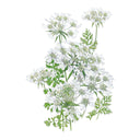 Illustration of white QIS® White Finch Orlaya flowers with green leaves on a white background