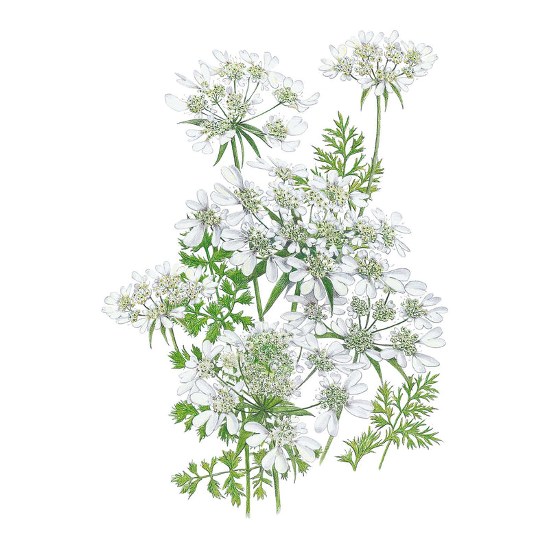 Illustration of white QIS® White Finch Orlaya flowers with green leaves on a white background