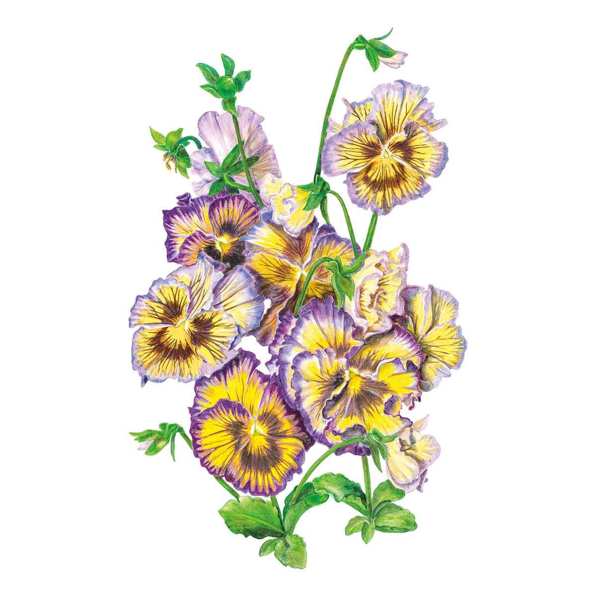 Illustration of purple and yellow Frizzle Sizzle Lemonberry Pansies on a white background