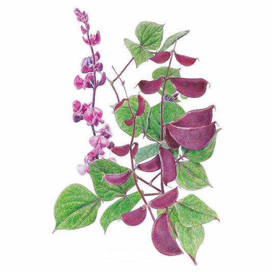 Botanical illustration of Ruby Moon hyacinth bean showing a spike of purple-pink pea-like flowers alongside heart-shaped green leaves and clusters of glossy deep-maroon seed pods, set against a plain white background.