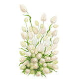 Botanical illustration of bunny tails grass showing clusters of soft, fluffy oval white-and-cream seed heads on slender green stems, rising from a dense base of arching blades.