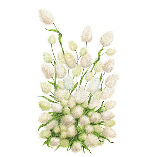 Botanical illustration of bunny tails grass showing clusters of soft, fluffy oval white-and-cream seed heads on slender green stems, rising from a dense base of arching blades.