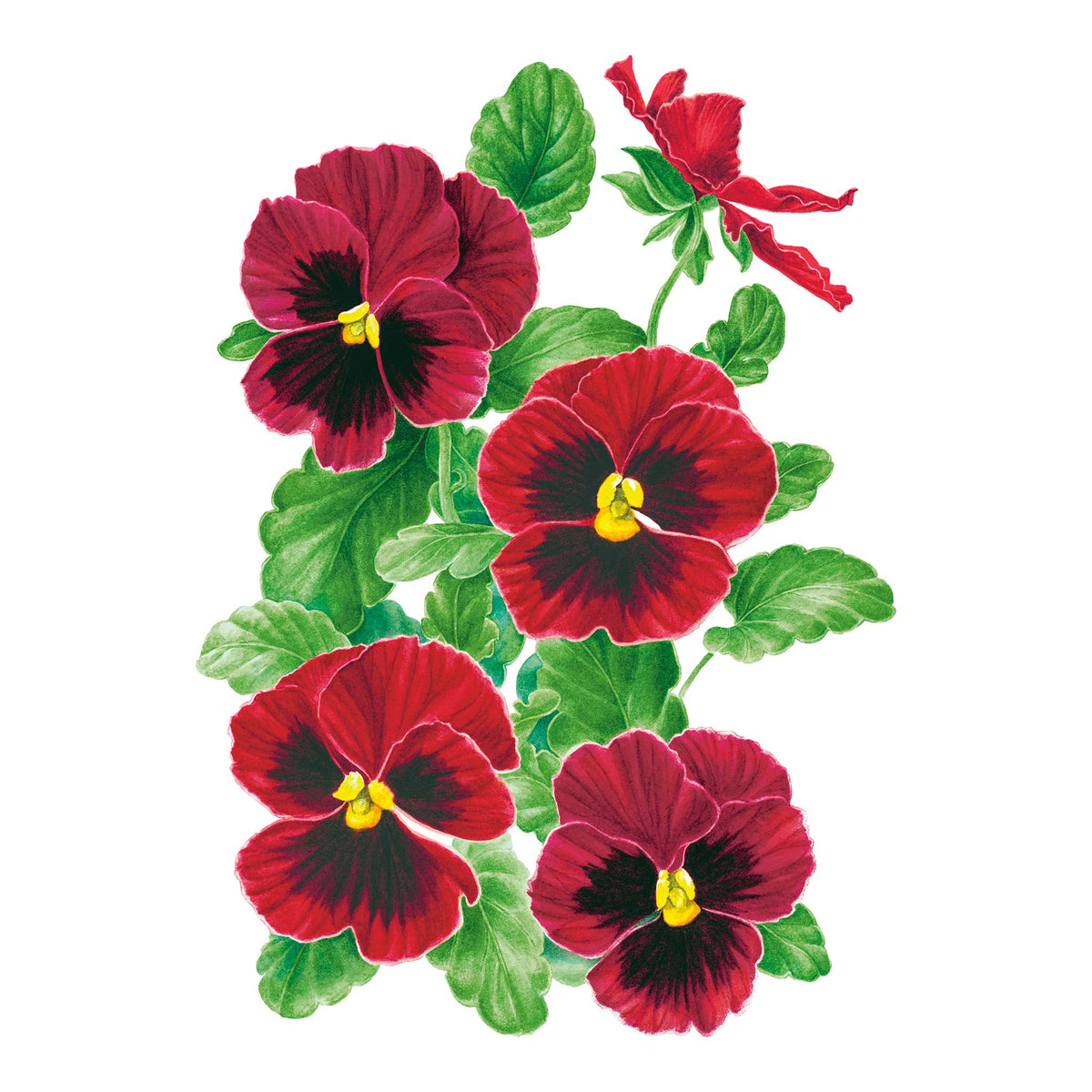A botanical illustration of four red Matrix® Red Blotch Pansies with dark centers and green leaves on a plain white background.