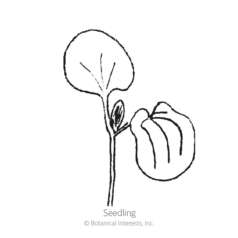 Line drawing of a black-eyed Susan vine seedling, showing a single rounded cotyledon leaf on a slender stem beside a curled, veined seed husk, labeled "Seedling".