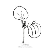 Line drawing of a black-eyed Susan vine seedling, showing a single rounded cotyledon leaf on a slender stem beside a curled, veined seed husk, labeled 