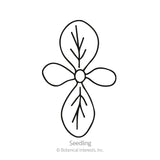 Line drawing of a seedling labeled 