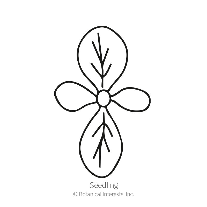 Line drawing of a seedling labeled 