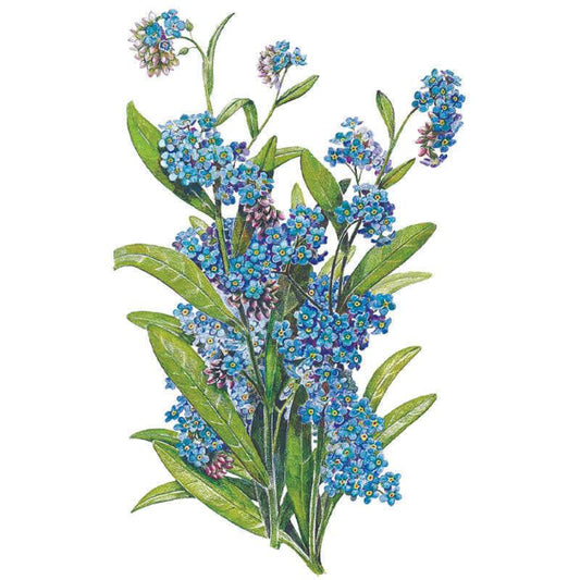 Botanical illustration of Victoria Blue forget-me-not, showing clusters of small five-petaled blue flowers with yellow centres and slender green leaves along multiple curving stems, set against a plain white background.