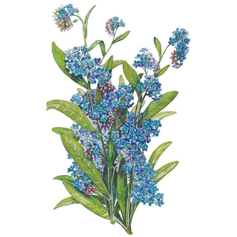 Botanical illustration of Victoria Blue forget-me-not, showing clusters of small five-petaled blue flowers with yellow centres and slender green leaves along multiple curving stems, set against a plain white background.