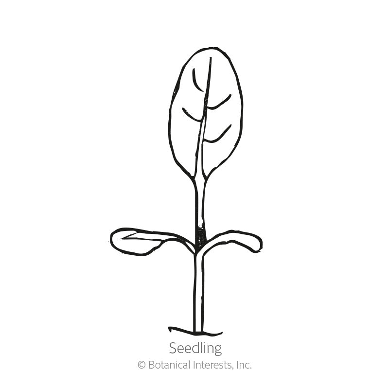 Line drawing of a young seedling with two small rounded cotyledon leaves and one larger true leaf on a single stem, labeled 