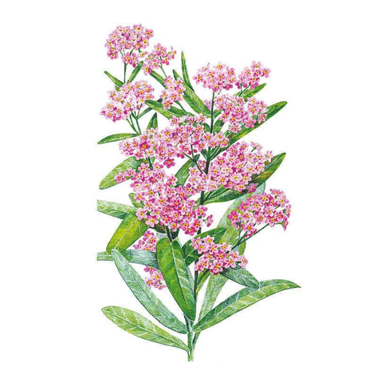 Botanical illustration of Victoria Pink Forget-Me-Not showing clusters of small pink flowers with yellow centres along upright stems lined with long, narrow green leaves.