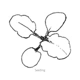 Line drawing of Matrix® Rose Blotch Pansy seedling on a white background