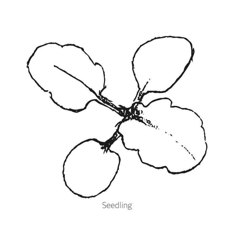 Line drawing of Matrix® Rose Blotch Pansy seedling on a white background