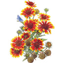 Botanical illustration of Goblin Gaillardia showing a cluster of red and yellow daisy-like blooms in various stages from bud to seed head, with a small blue butterfly resting among the flowers on a white background.