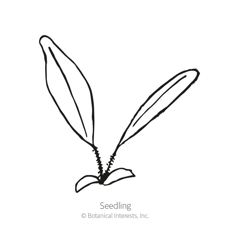 Simple black-and-white line drawing of a young seedling with two long, narrow leaves rising from a small rosette base, labeled "Seedling."