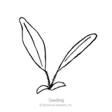Simple black-and-white line drawing of a young seedling with two long, narrow leaves rising from a small rosette base, labeled 