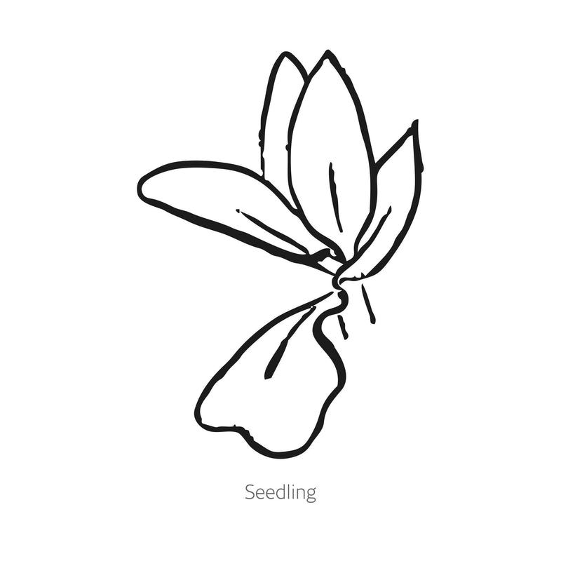 Black line drawing of QIS® Zanzibar Safflower seedling on a white background