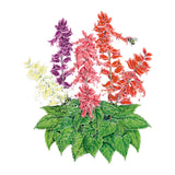 Illustration of colorful Estella Blend Salvia flowers with green leaves on a white background