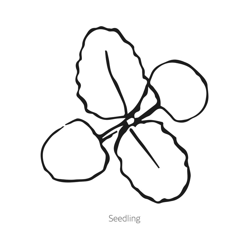 Black and white line drawing of Estella Blend Salvia seedling on a white background