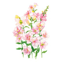Illustration of pink DoubleShot™ Appleblossom Snapdragon flowers with green leaves on a white background