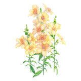 Illustration of yellow and peach DoubleShot™ Peach Snapdragon flowers with green leaves on a white background