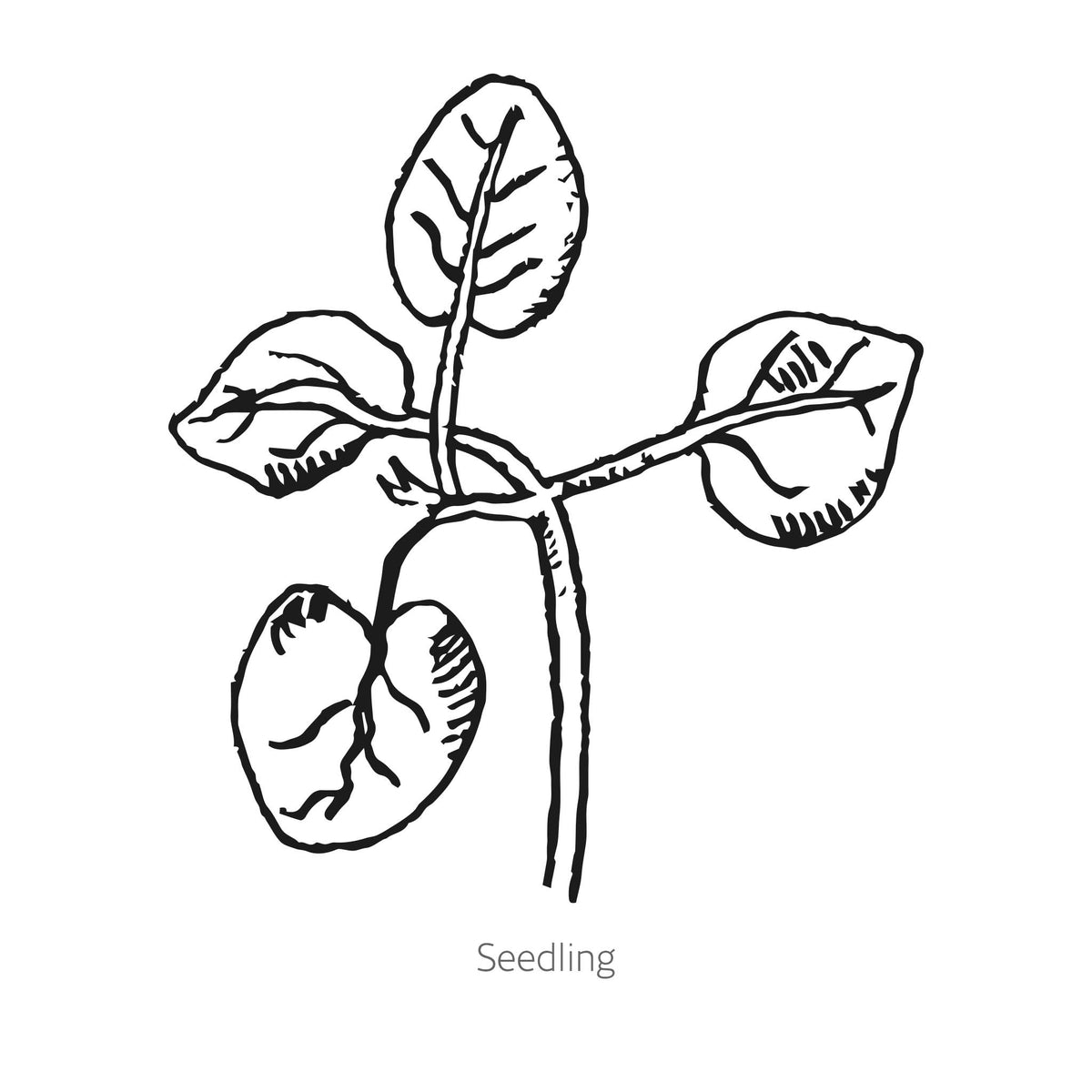 Black and white line drawing of DoubleShot™ Peach Snapdragon seedling with leaves on a white background.
