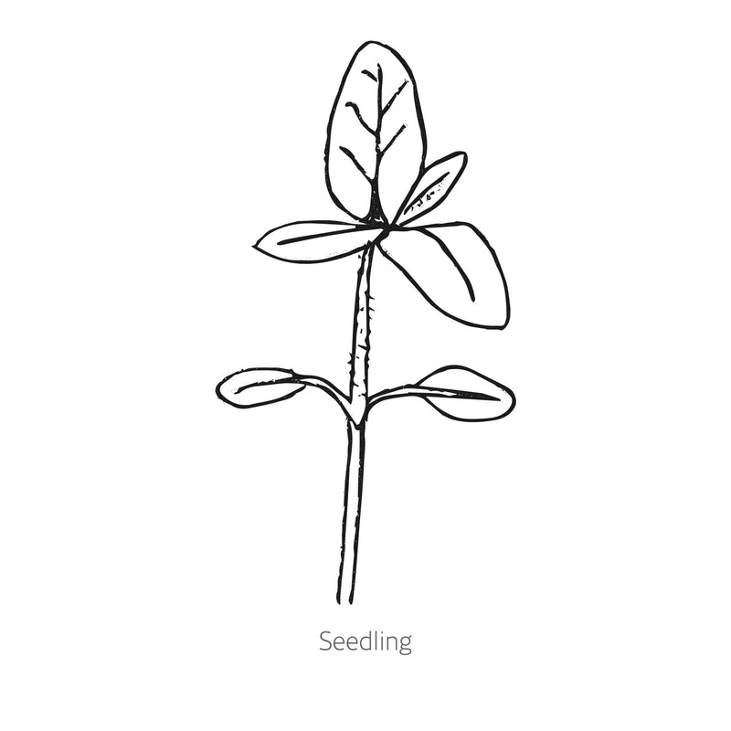 Line drawing of Summer Lovin Sunflower seedling on a white background