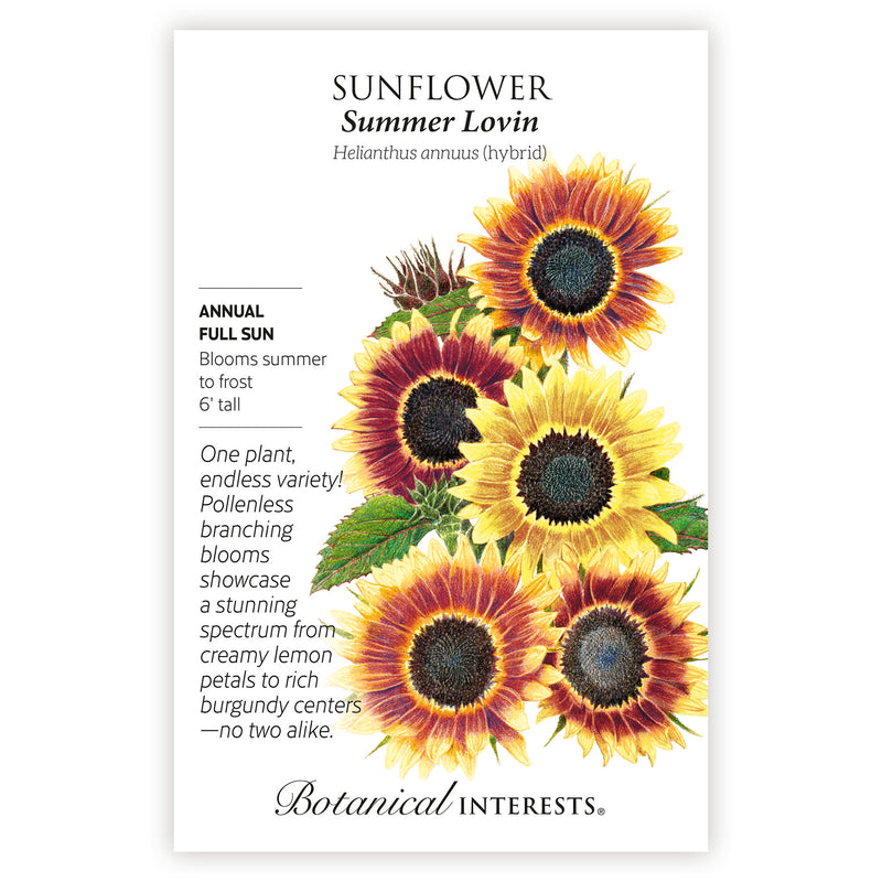 Summer Lovin Sunflower seed packet with illustrations and botanical information on a white background