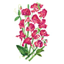 Illustration of pink Elegance Lipstick Sweet Pea flowers with green leaves on a white background