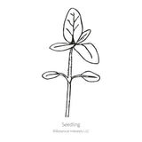 Line drawing of a young sunflower seedling with a pair of oval seed leaves near the base and a set of larger true leaves at the top, labeled 