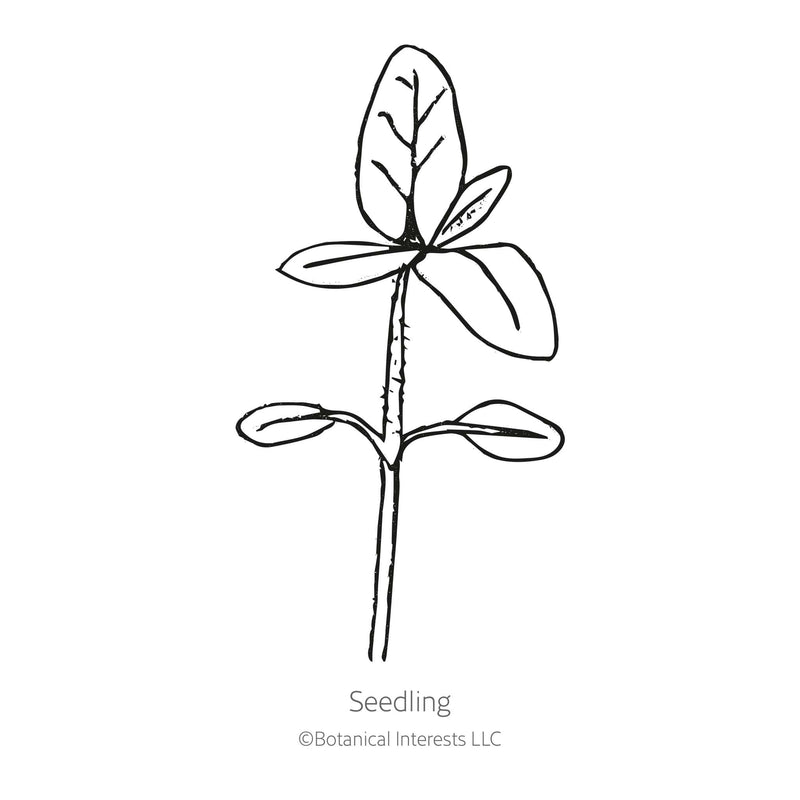 Line drawing of a young sunflower seedling with a pair of oval seed leaves near the base and a set of larger true leaves at the top, labeled 