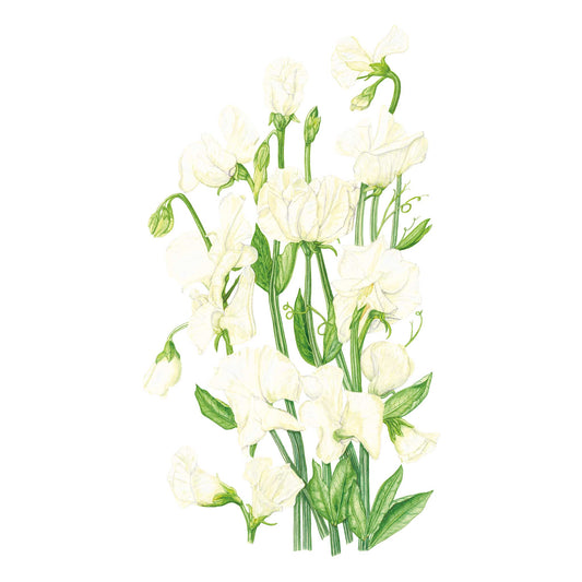 Illustration of white Spencer Ice Cream Sweet Pea flowers with green stems and leaves on a white background