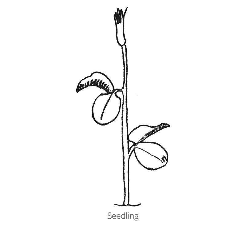 Simple black line drawing of Spencer Ice Cream Sweet Pea seedling on a white background with 'Seedling' text.