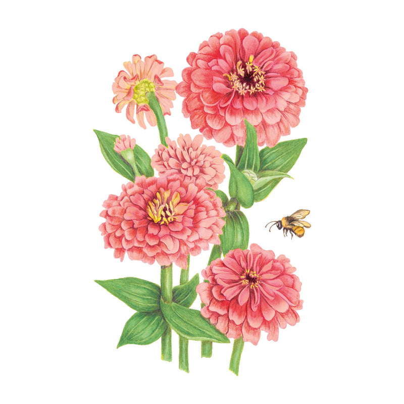 Illustration of pink Coral Zinnia flowers with green leaves and a bee on a white background