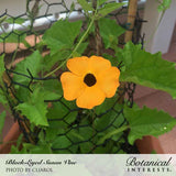 Black-eyed Susan vine with a single orange five-petaled flower featuring a dark center, growing on a chicken-wire trellis amid pointed green leaves on a patio.