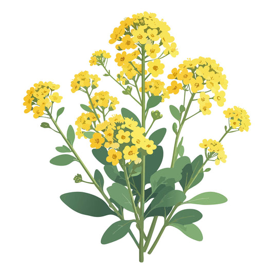 Illustration of Basket of Gold yellow flowers with green leaves on a white background