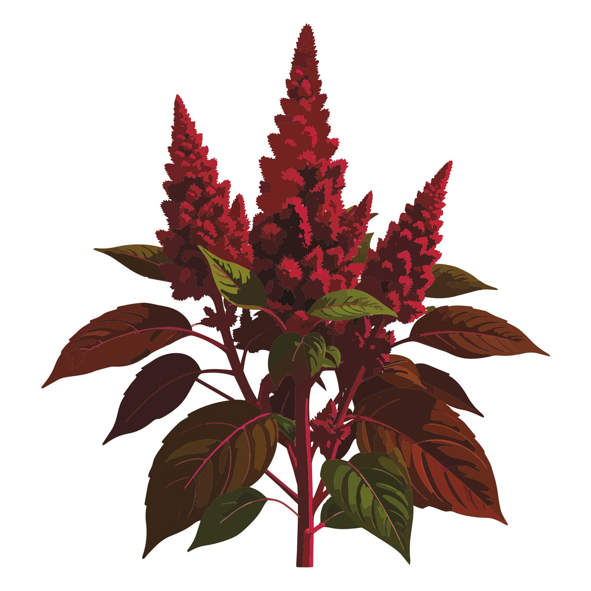 Illustration of a Red Spike Amaranth plant with green leaves on a white background