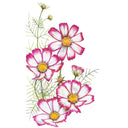 Illustration of Candystripe cosmos flowers with white petals edged in deep pink, yellow centres, and feathery green foliage, shown at several stages from bud to full bloom against a white background.