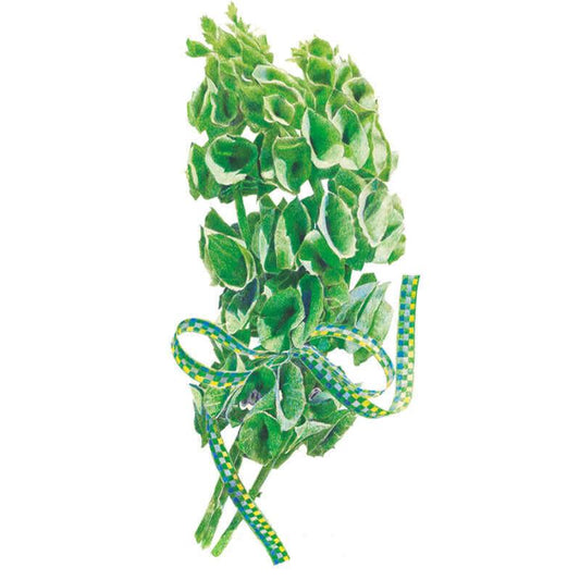Illustrated bunch of Bells of Ireland showing tall spikes of overlapping green, bell-shaped calyxes tied with a blue and yellow checked ribbon, on a plain white background.