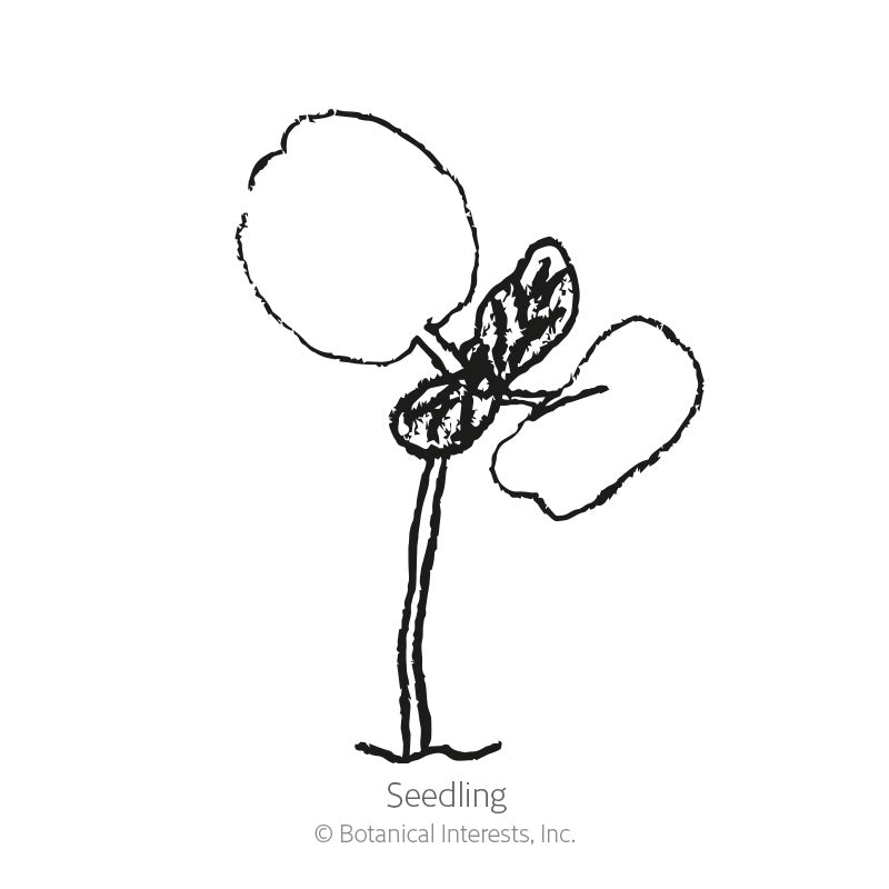 Line drawing of a young seedling with two rounded cotyledon leaves and a pair of small emerging true leaves atop a thin stem, labelled "Seedling" beneath the illustration.