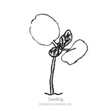 Line drawing of a young seedling with two rounded cotyledon leaves and a pair of small emerging true leaves atop a thin stem, labelled 