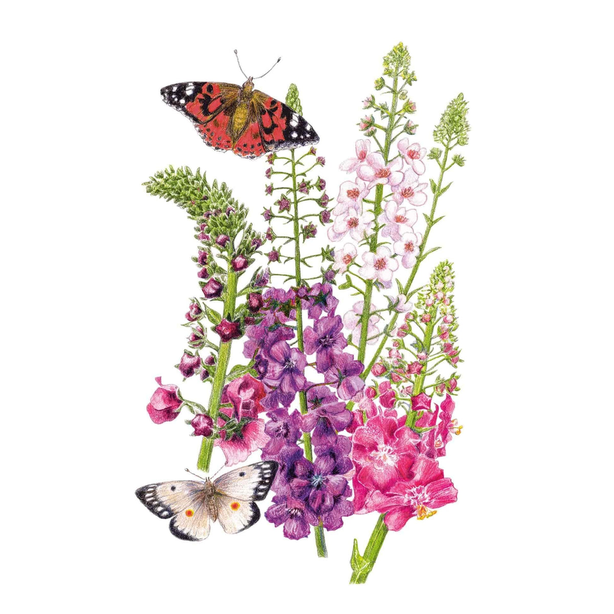 Botanical illustration of Shades of Summer mullein, showing tall flower spikes in pink, purple, magenta and cream, accompanied by two colourful butterflies, set against a plain white background.