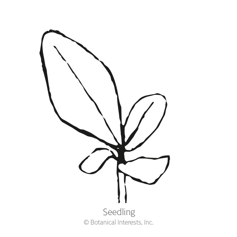 Line drawing of a young verbascum seedling with one elongated true leaf and several smaller rounded cotyledons on a short stem, labeled "Seedling."