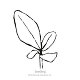 Line drawing of a young verbascum seedling with one elongated true leaf and several smaller rounded cotyledons on a short stem, labeled 