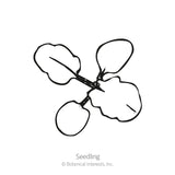 Line drawing of a young seedling with four rounded, scalloped-edged leaves branching from a central stem, labeled 